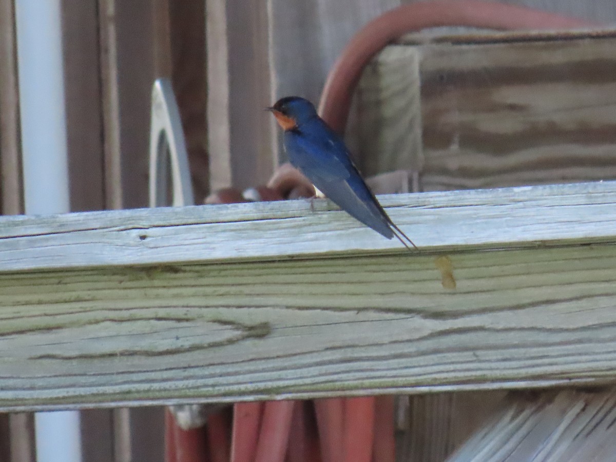 Barn Swallow - ML618796807