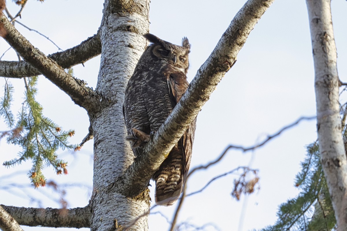 Great Horned Owl - Paul Prappas