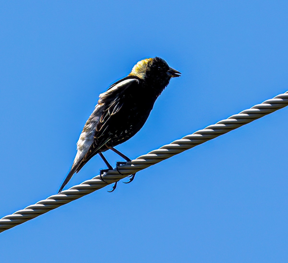 Bobolink - Garry  Sadler