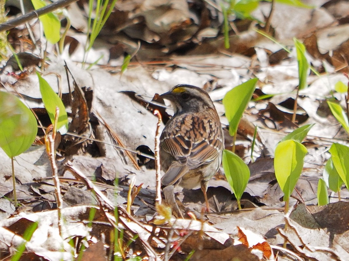 White-throated Sparrow - ML618796843
