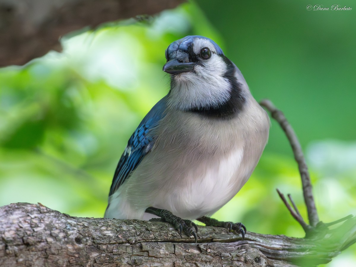 Blue Jay - Dana Barbato