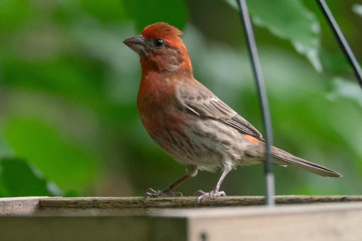 House Finch - ML618796858