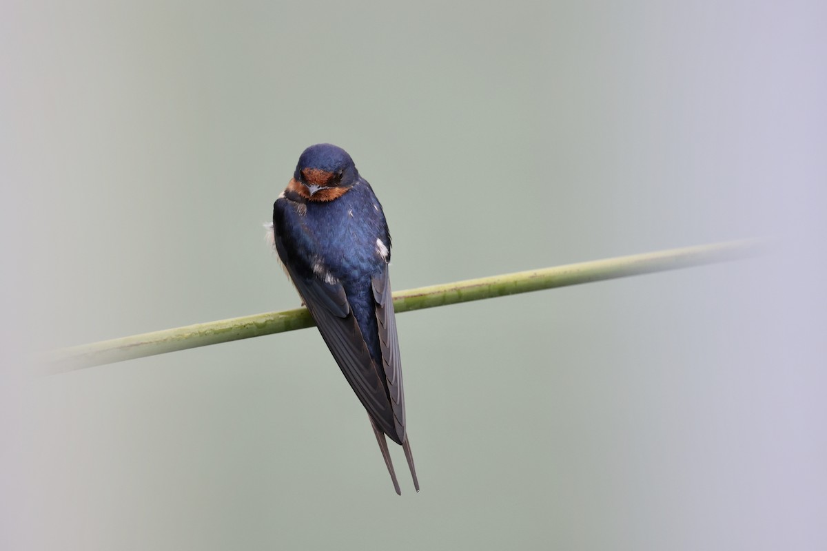 Barn Swallow - Ann Stockert