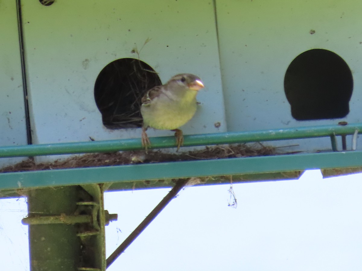 House Sparrow - ML618796886