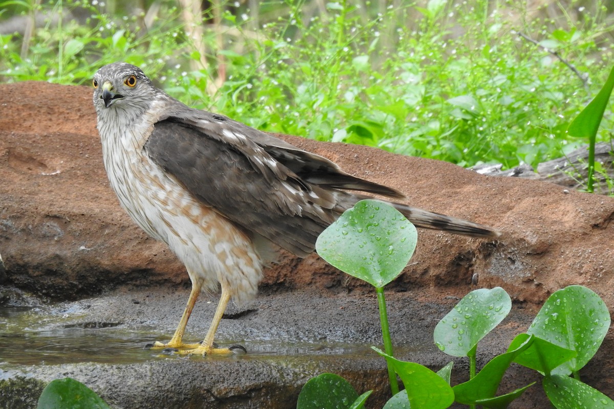 Sharp-shinned Hawk - ML618796900