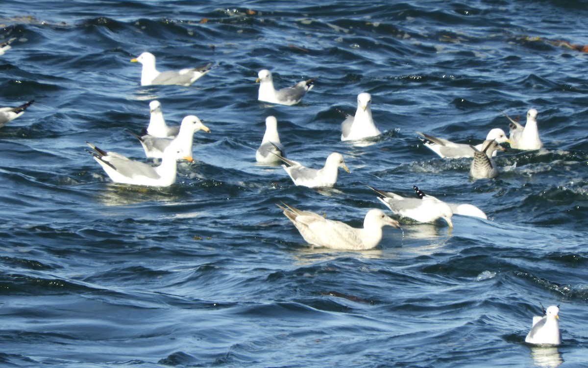 Short-billed Gull - Christian Rixen