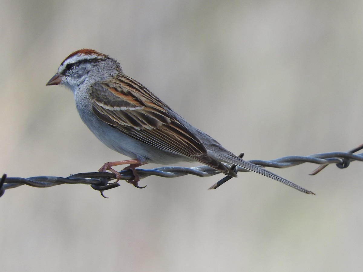 Chipping Sparrow - Diane Thomas