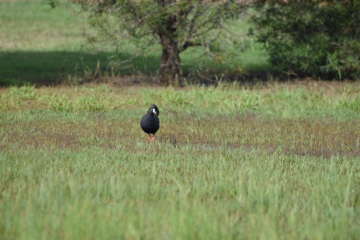 Black-tailed Nativehen - Hitomi Ward
