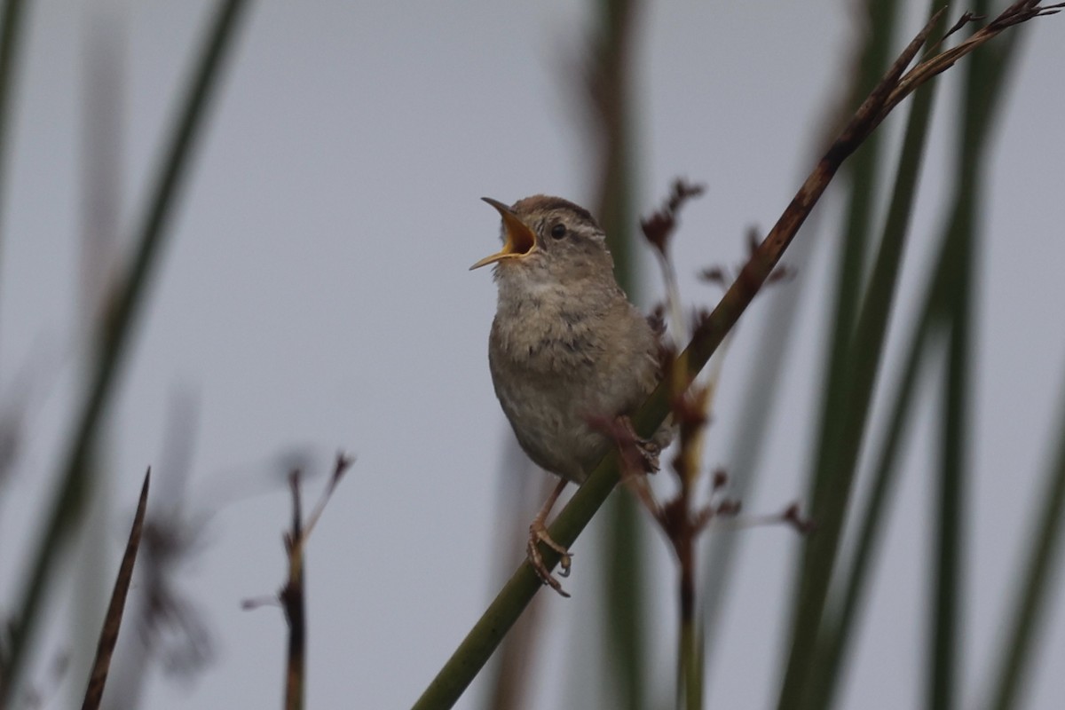 Marsh Wren - Ann Stockert