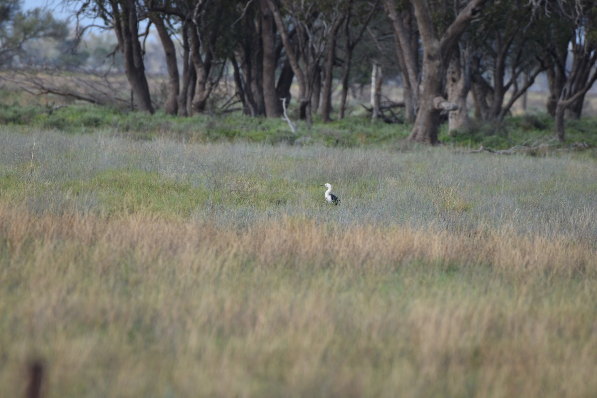 Pacific Heron - Hitomi Ward