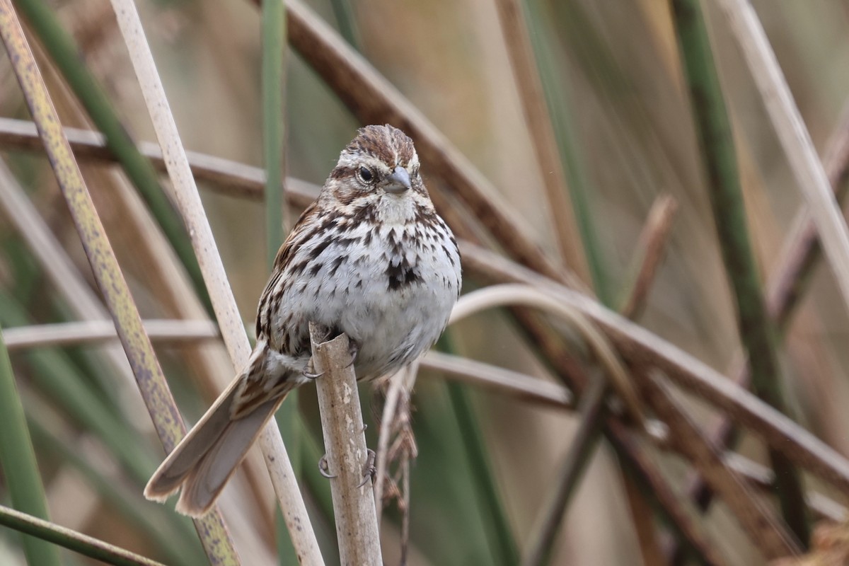 Song Sparrow - Ann Stockert