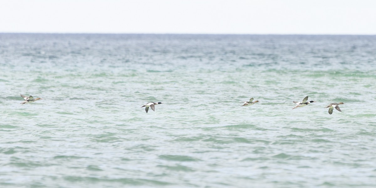 Red-breasted Merganser - Jim Tolbert