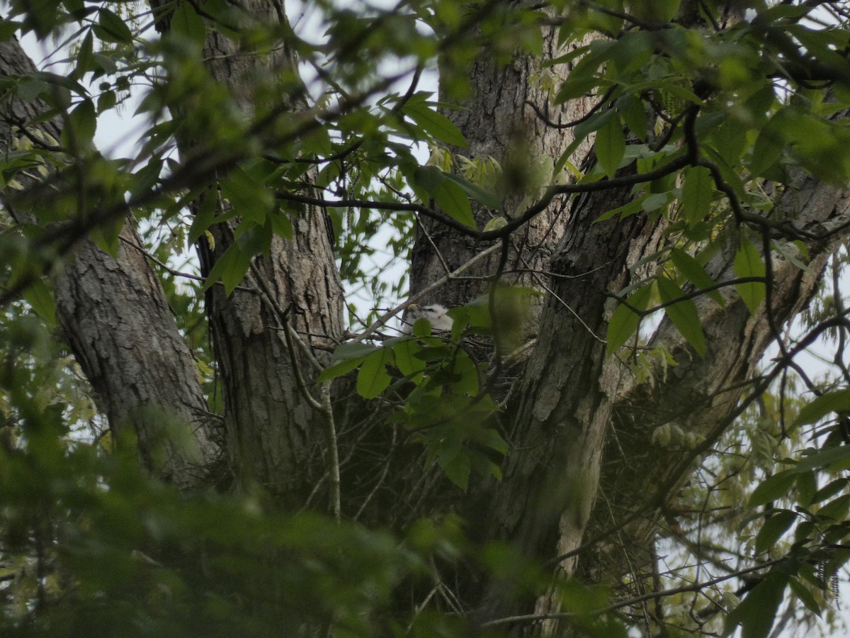 Barred Owl - Carlo Lindner