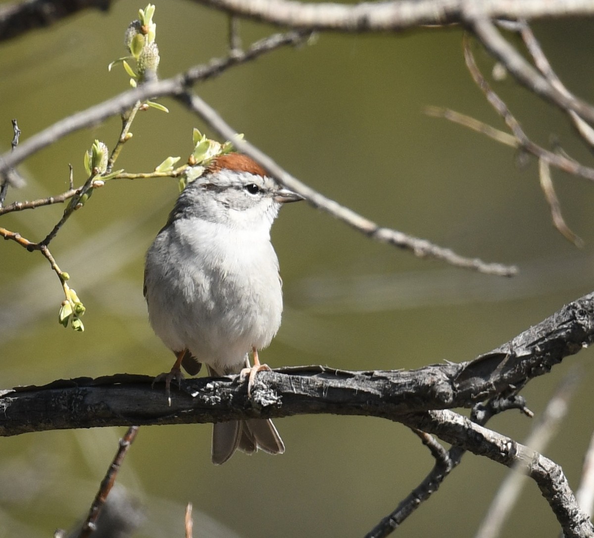 Chipping Sparrow - ML618796956