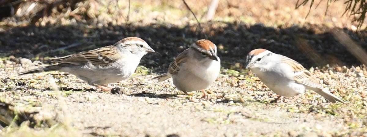 Chipping Sparrow - ML618796957
