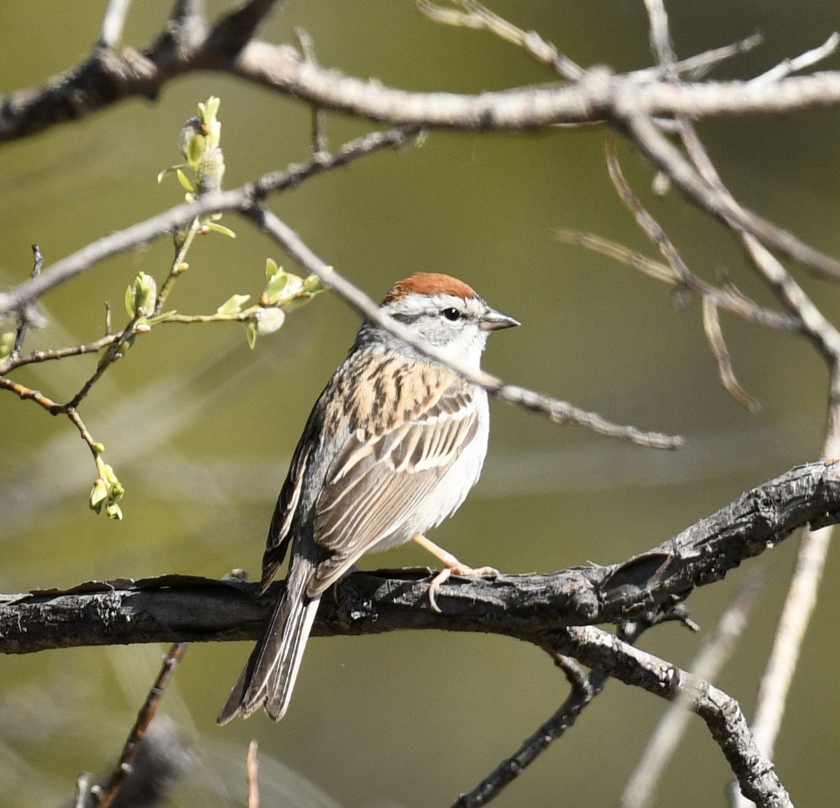 Chipping Sparrow - ML618796959