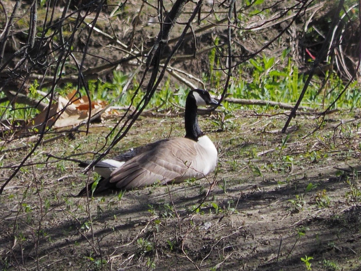 Canada Goose - ML618796965