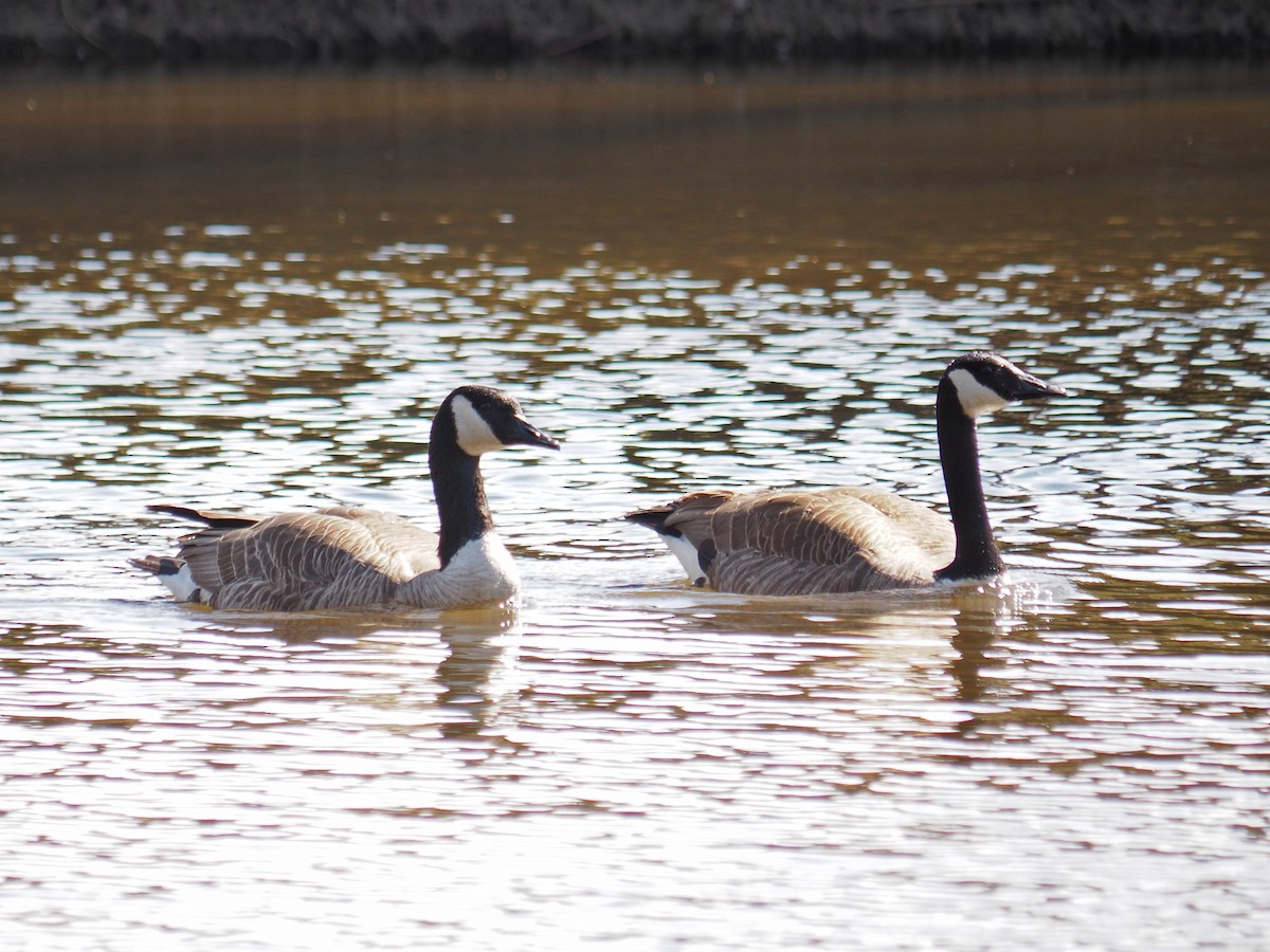 Canada Goose - ML618796966