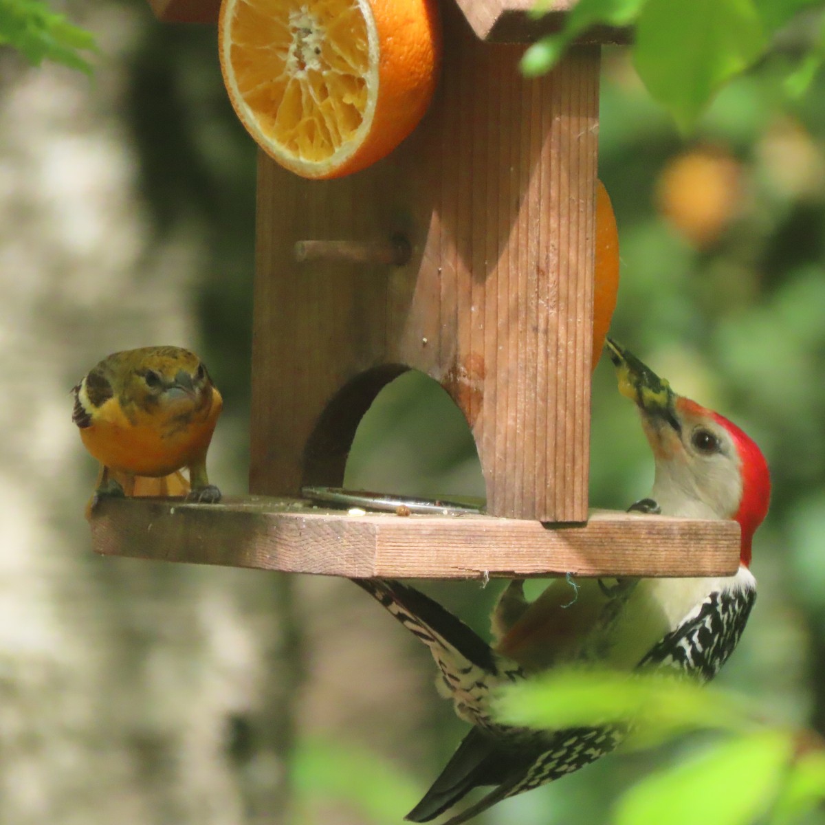 Red-bellied Woodpecker - Laurie Reynolds