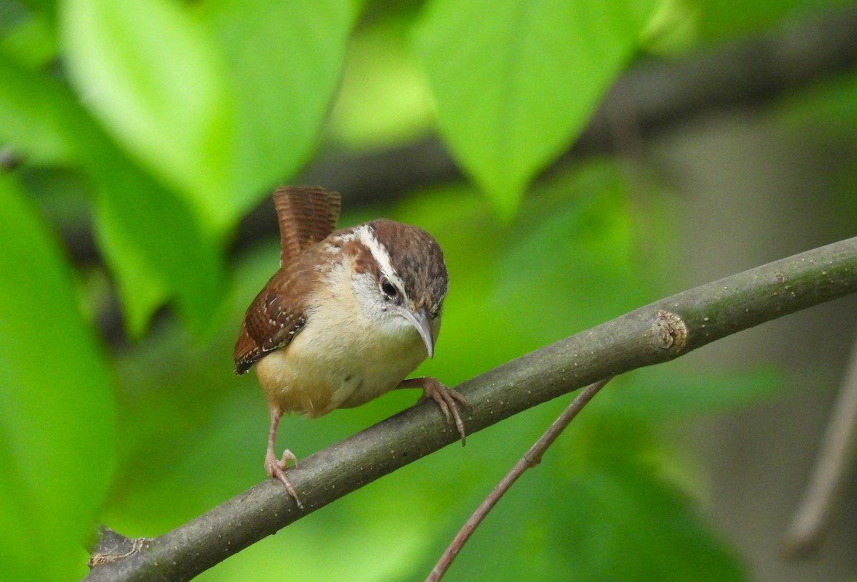 Carolina Wren - Corvus 𓄿