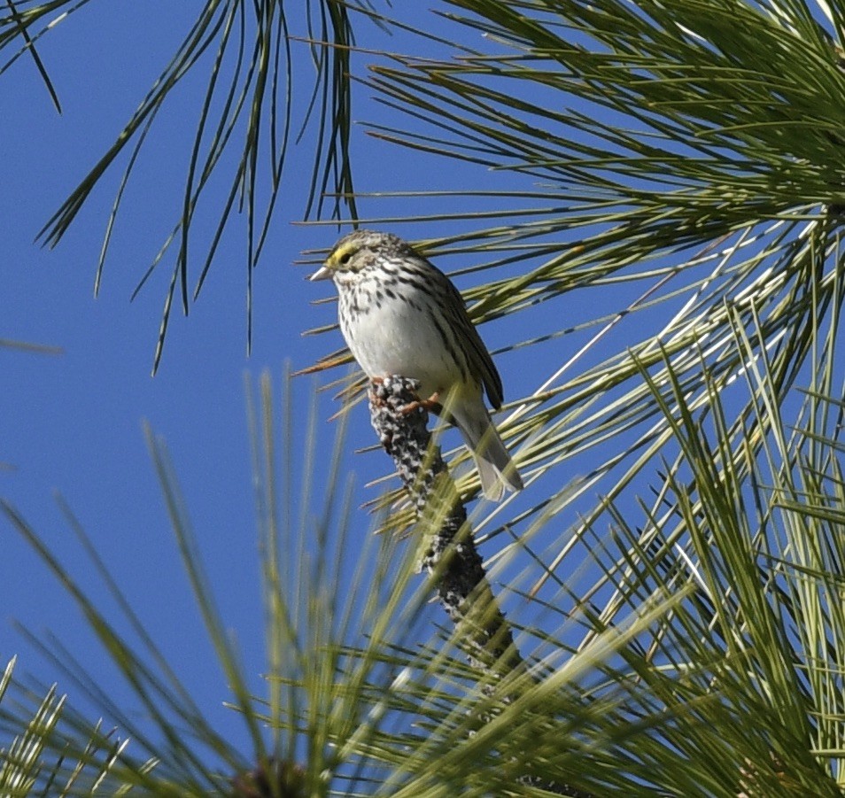 Savannah Sparrow - ML618796985