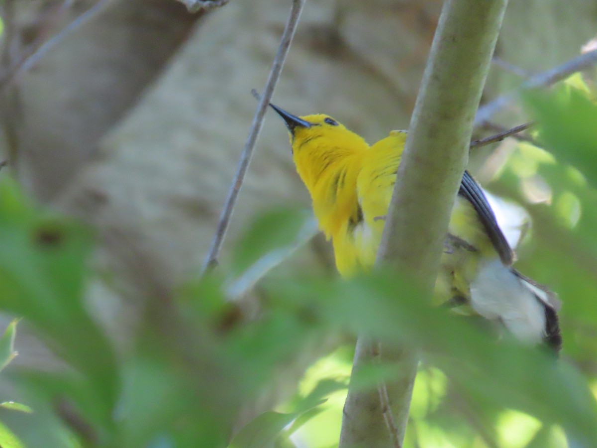 Prothonotary Warbler - ML618796997