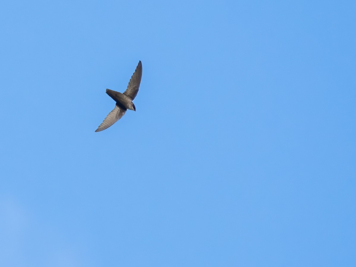 Chimney Swift - Danielle  A