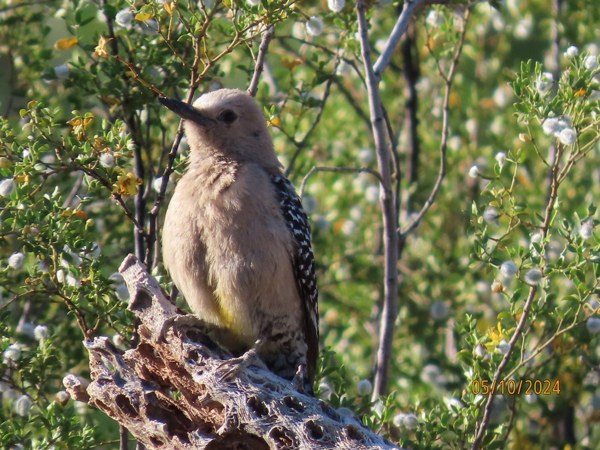 Gila Woodpecker - Deborah Lauper