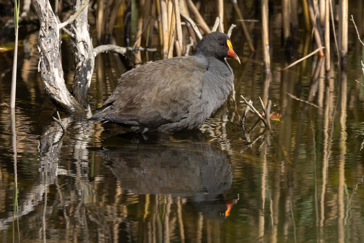 Dusky Moorhen - Eric VanderWerf