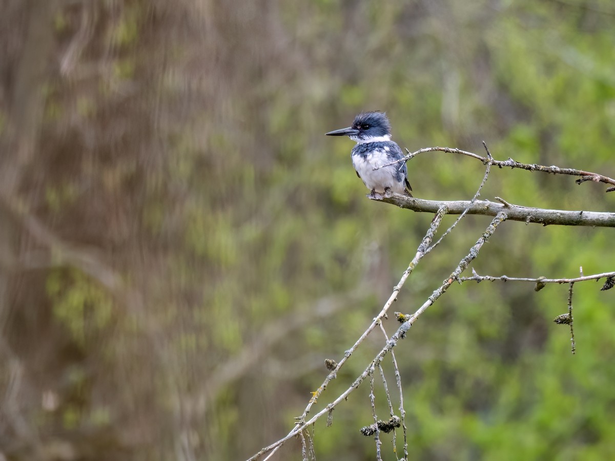 Belted Kingfisher - Danielle  A