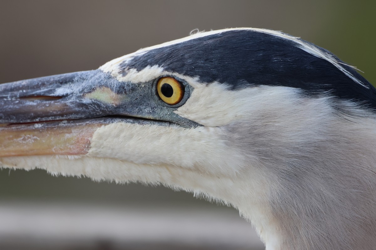 Great Blue Heron - ML618797046