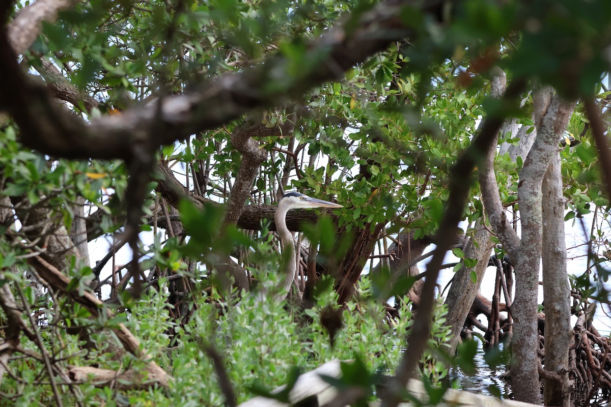 Great Blue Heron - Krishen Greenwell