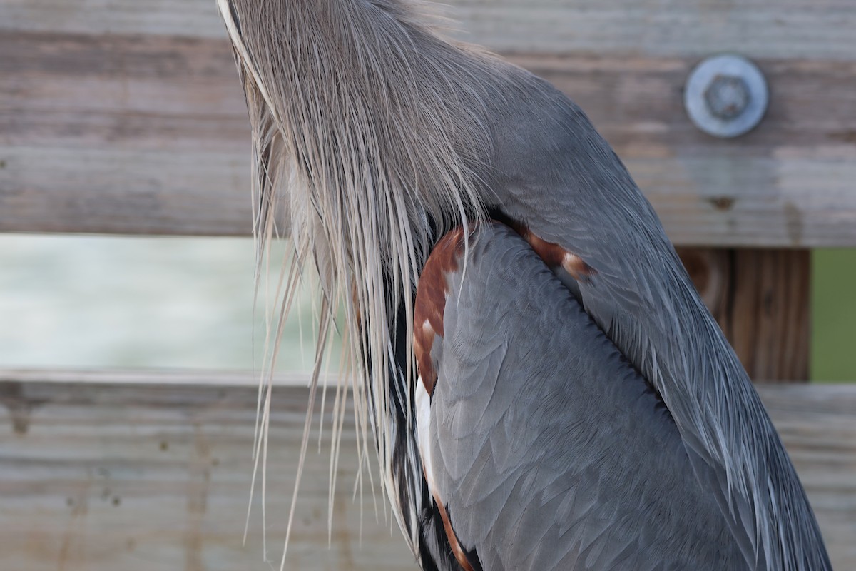 Great Blue Heron - Krishen Greenwell