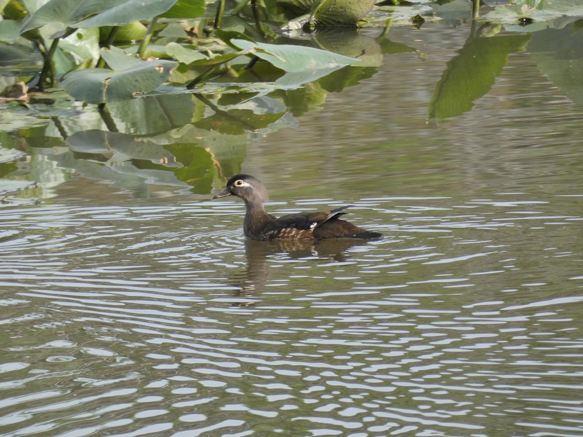 Wood Duck - Carlo Lindner