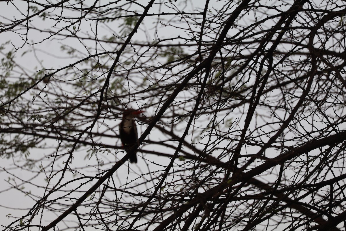 White-throated Kingfisher - Leena m falke Dhenge