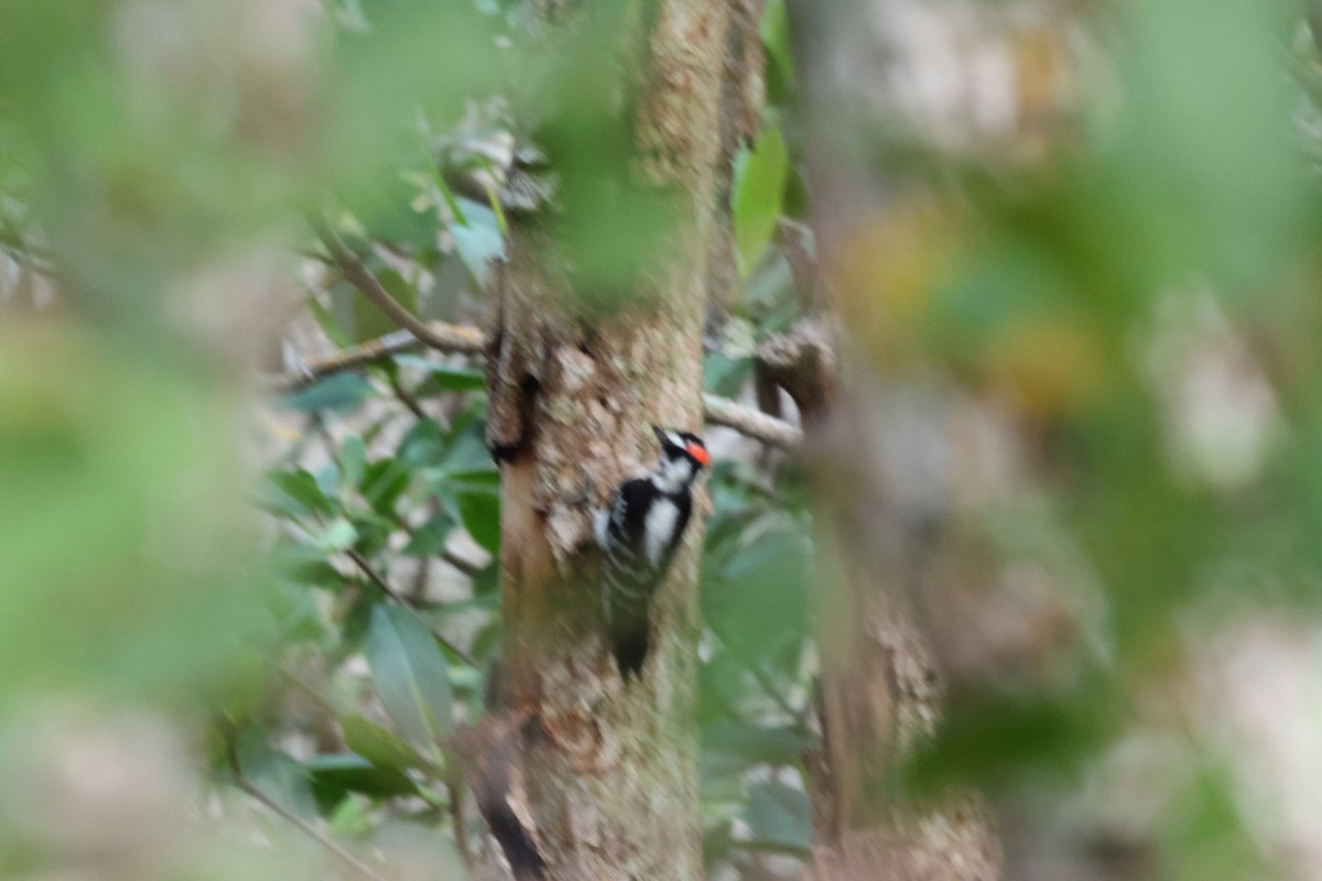 Downy Woodpecker - ML618797099