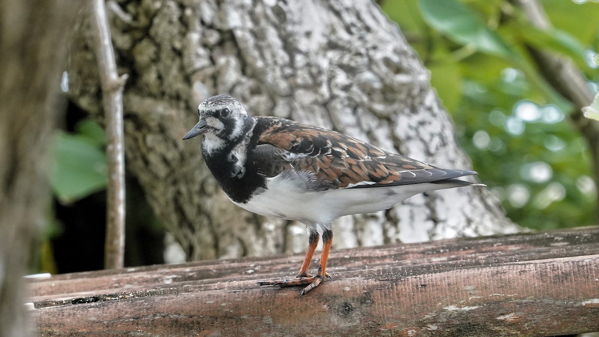 Ruddy Turnstone - 父島 迷鳥