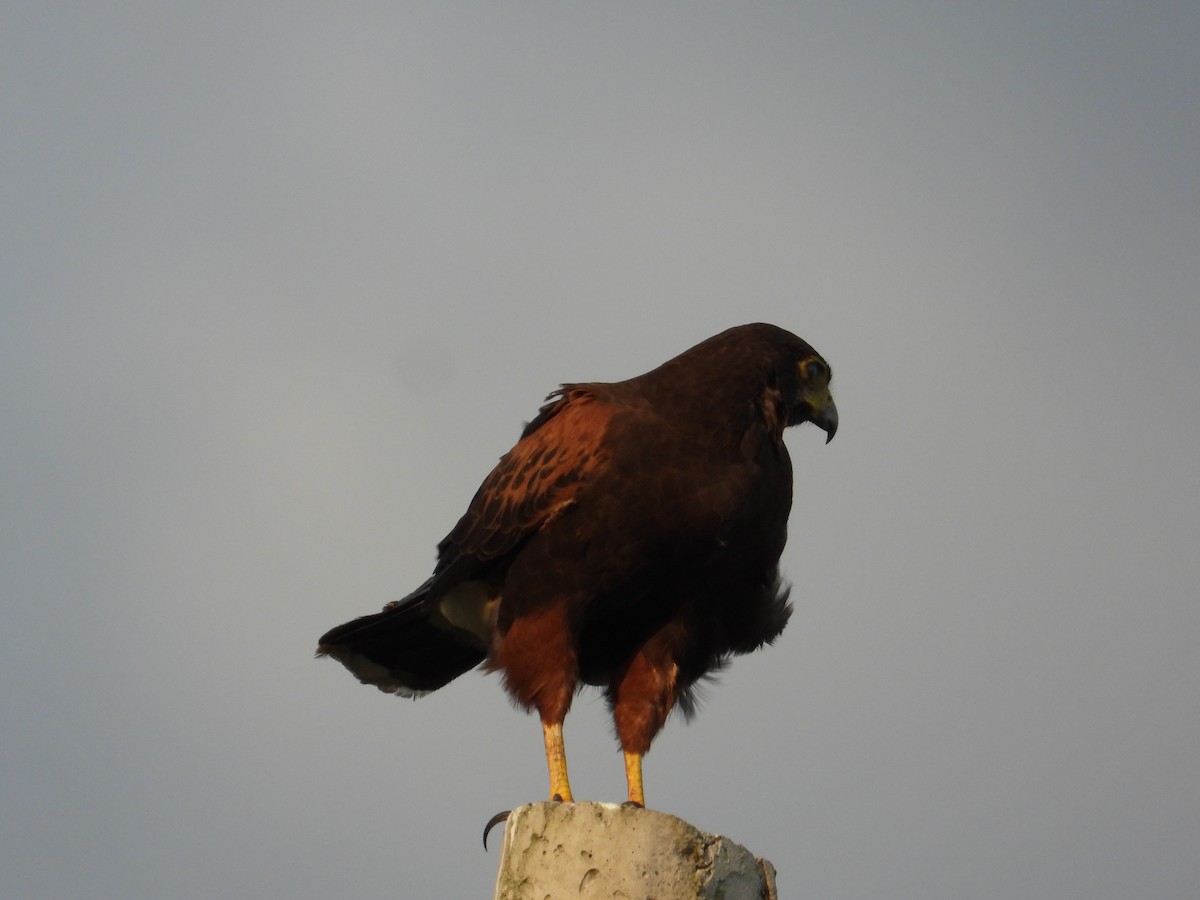 Harris's Hawk - Francisco Sornoza