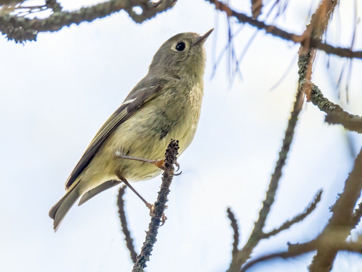 Ruby-crowned Kinglet - Danielle  A