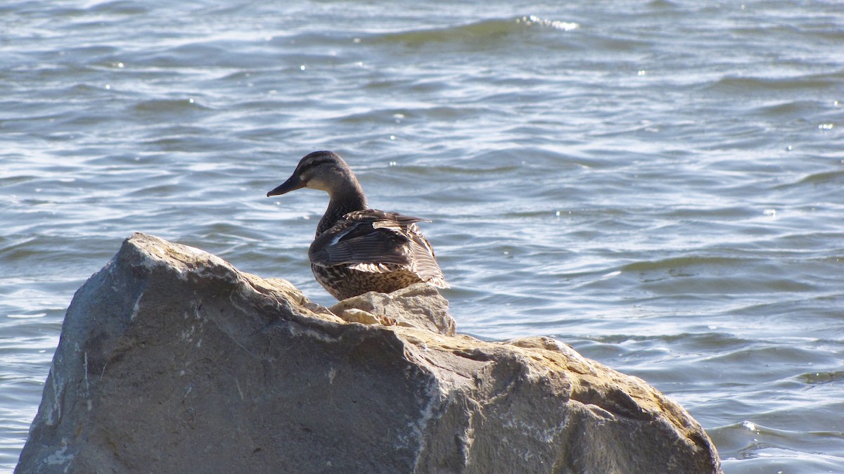 Mallard - Sheila Sawyer