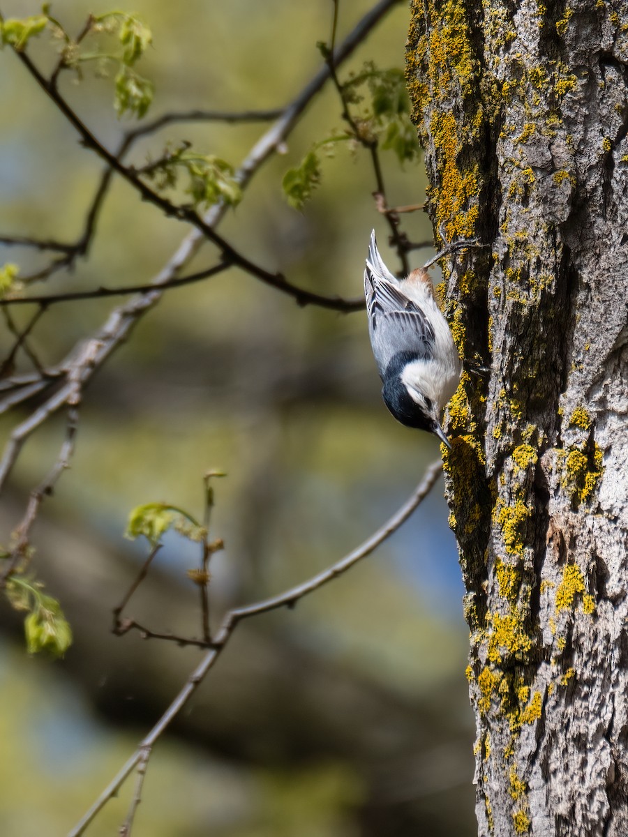 White-breasted Nuthatch - Danielle  A