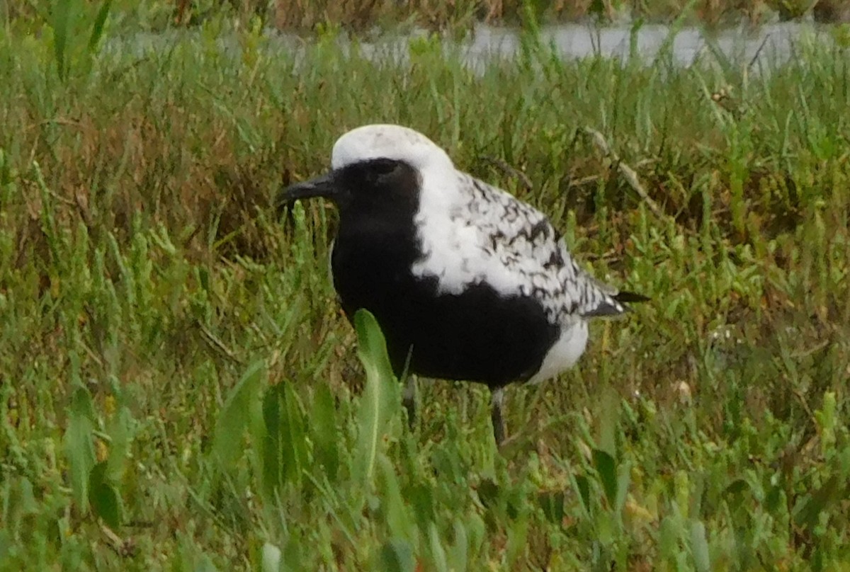 Black-bellied Plover - Kathy Rhodes