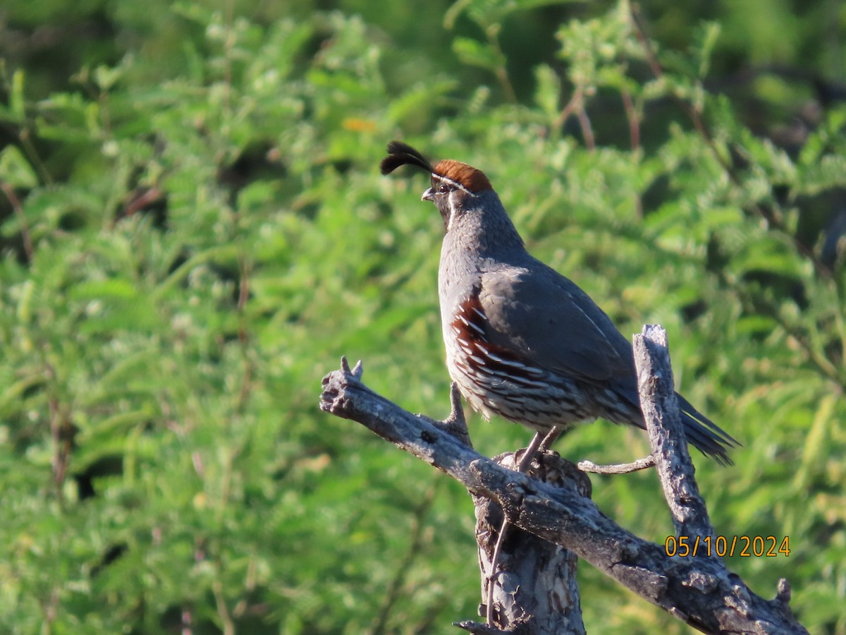 Gambel's Quail - Deborah Lauper