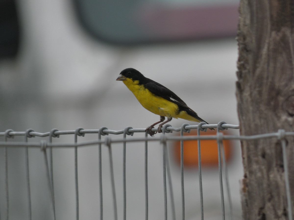 Lesser Goldfinch - Carlo Lindner