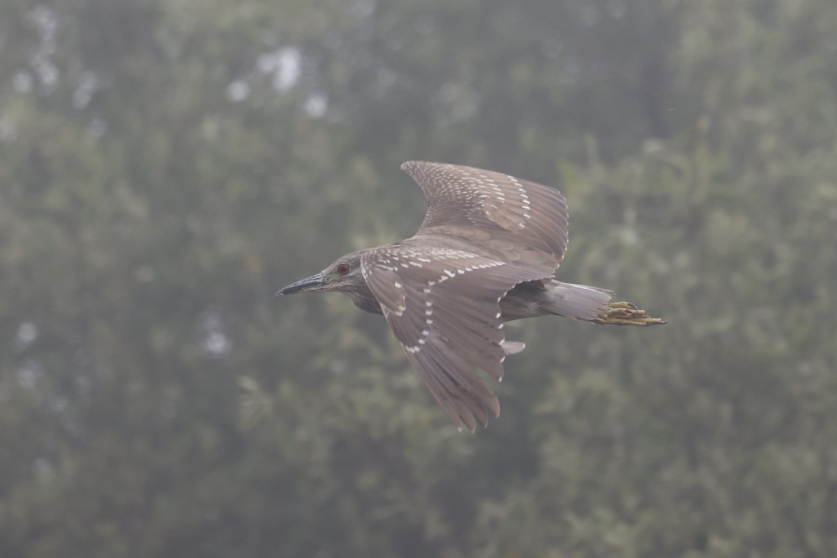 Black-crowned Night Heron - Ann Stockert