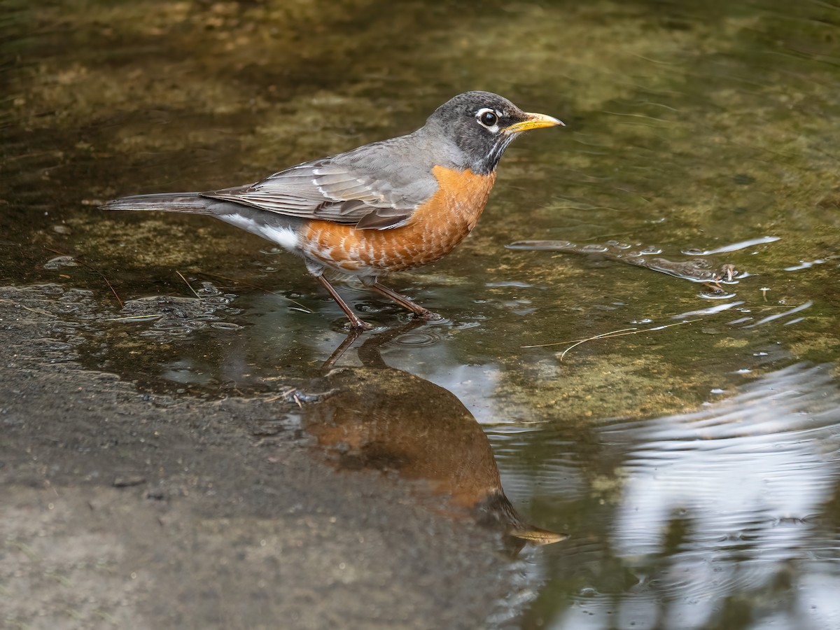 American Robin - Danielle  A