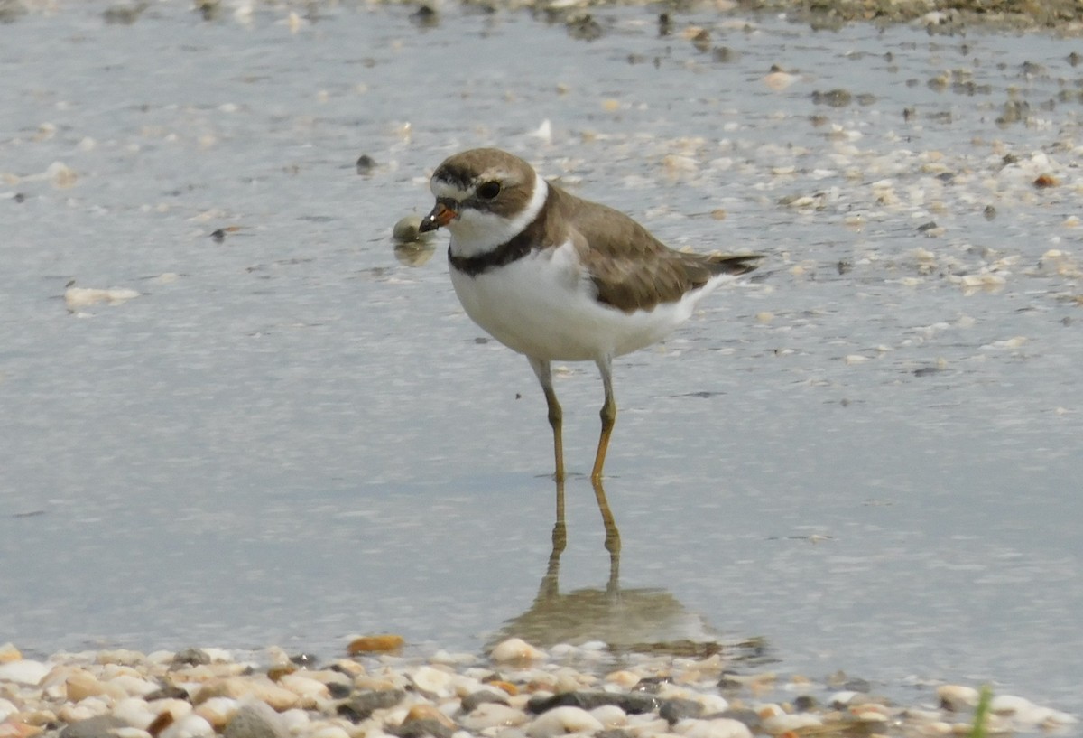 Semipalmated Plover - ML618797163