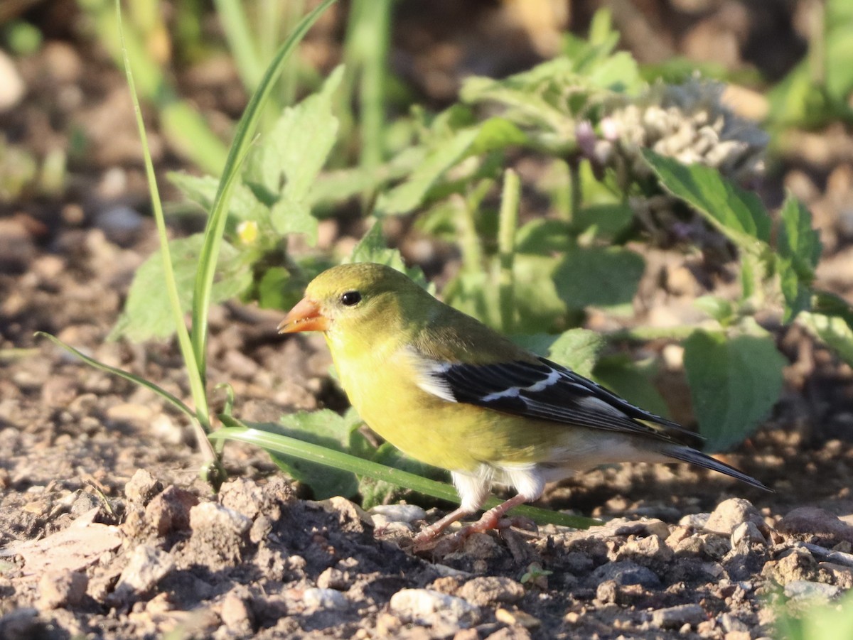 American Goldfinch - ML618797165