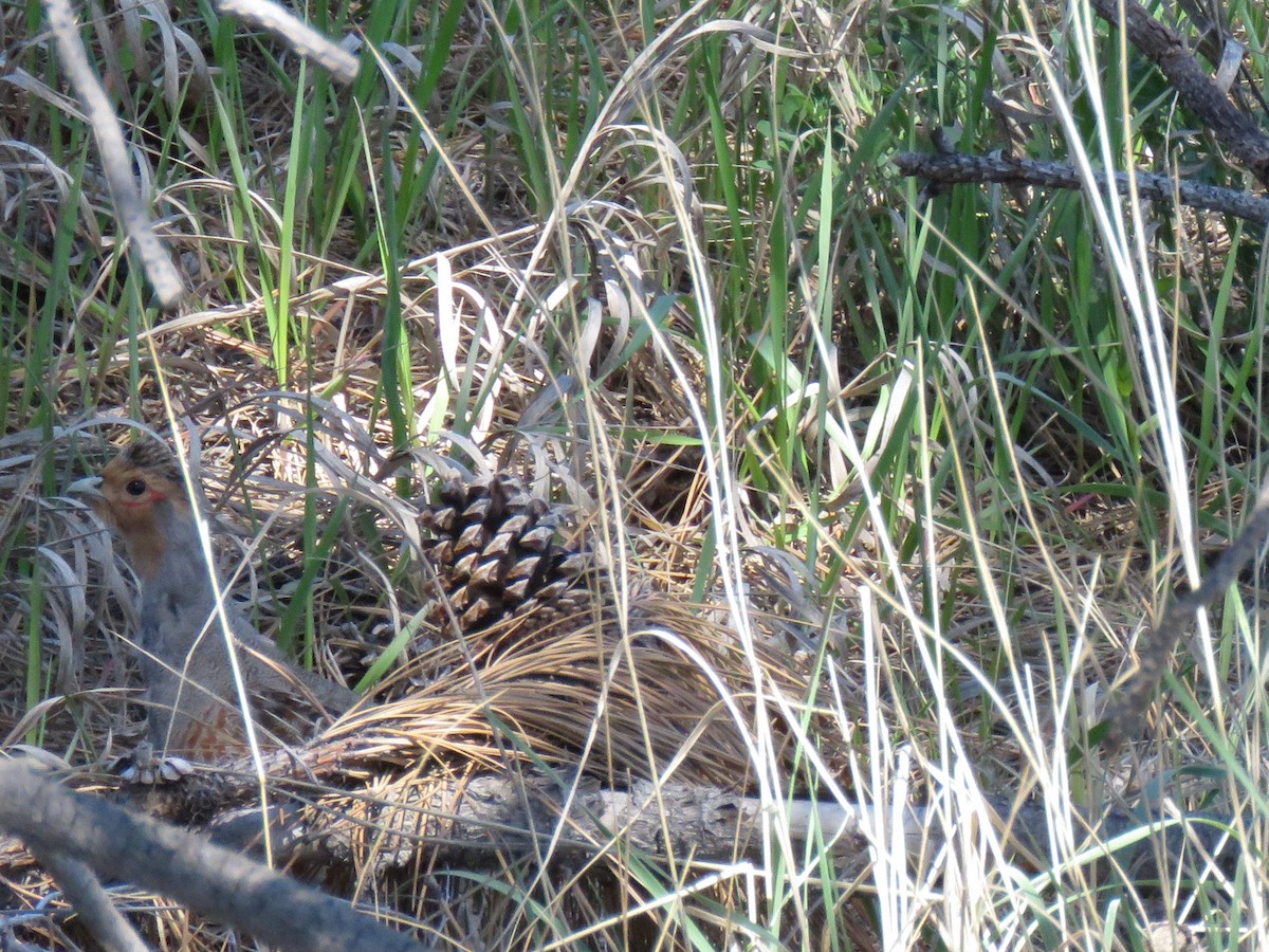 Gray Partridge - ML618797166