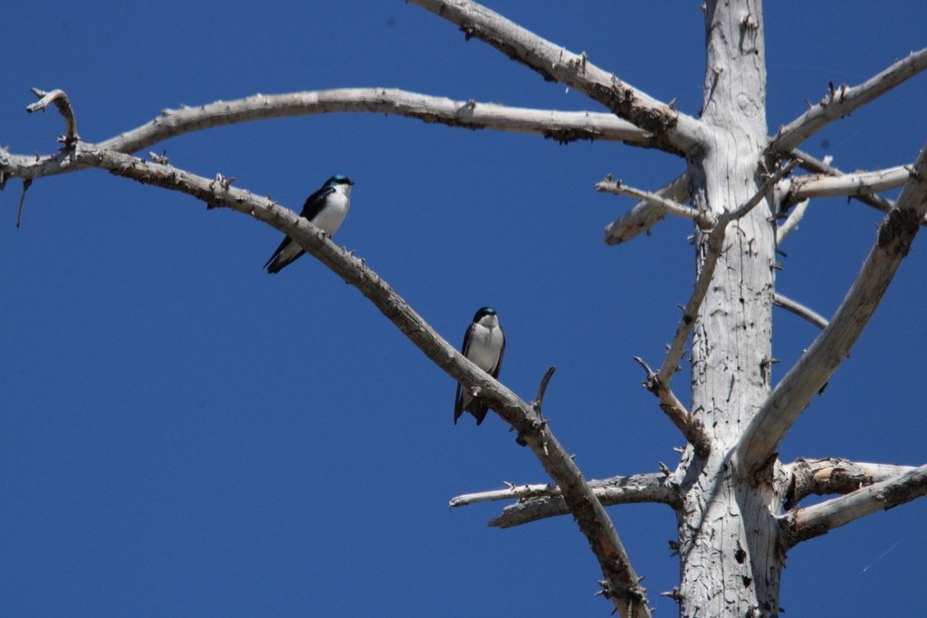 Tree Swallow - Allan Wylie